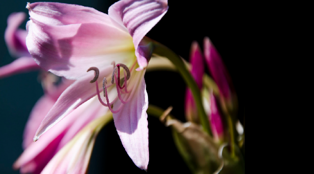 Amaryllis