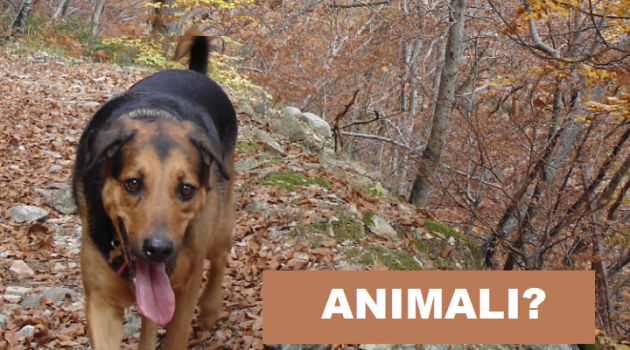 Animali? Si ma intelligenti e affettuosi