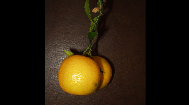 Non è un arancio ma un chinotto