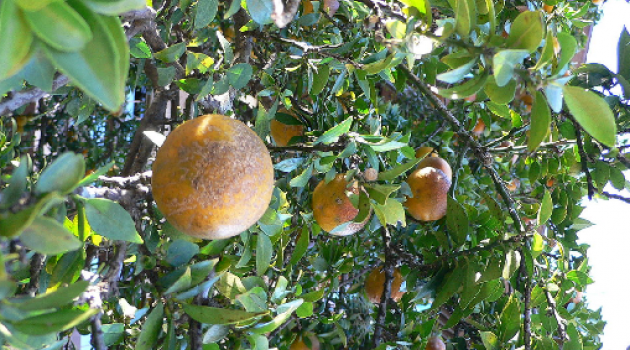albero di chinotto