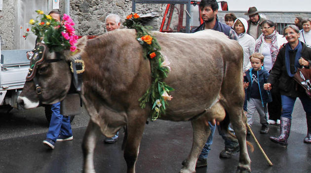 Aprica, transumanza (foto Stefanini)