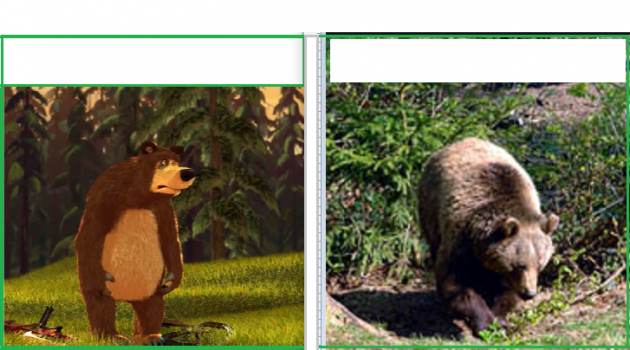 c'è orso e orso
