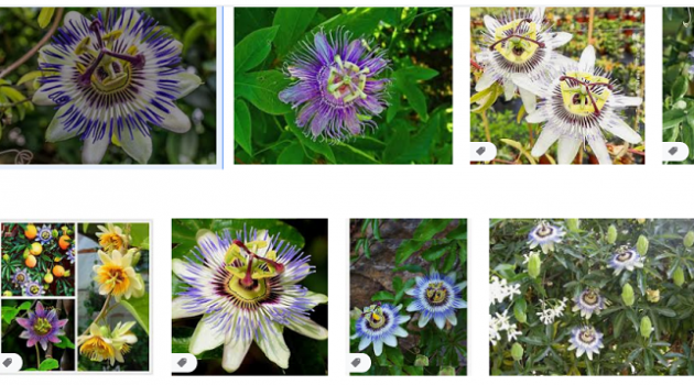 La passiflora, il fiore della passione